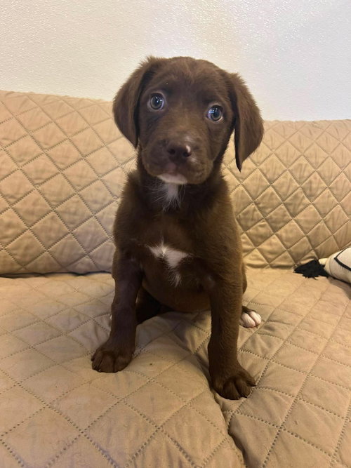 Storm, an adoptable Labrador Retriever in Steeleville, IL