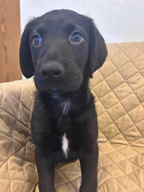 Phoenix, an adoptable Labrador Retriever in Steeleville, IL
