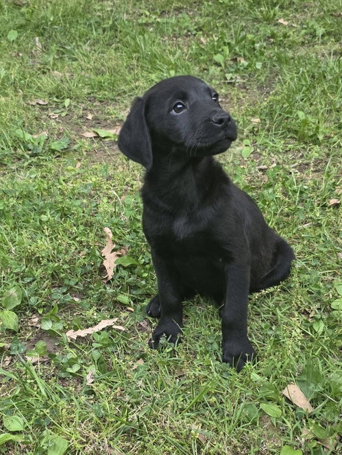 Howard, an adoptable Labrador Retriever in Steeleville, IL