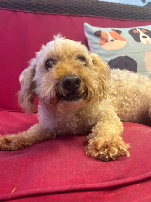 Sam