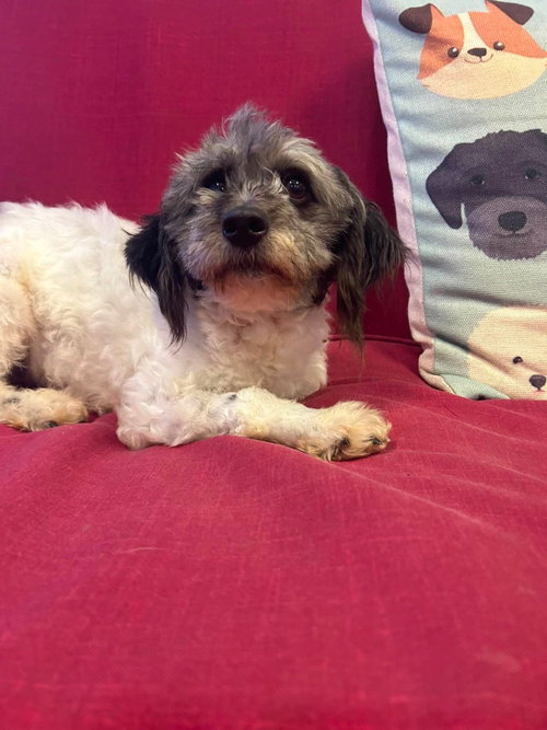 Roxi, an adoptable Havanese in Steeleville, IL
