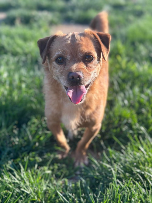 Buddy, an adoptable Chihuahua in Steeleville, IL
