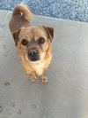 Buddy
