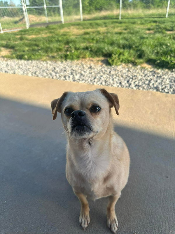 Rover