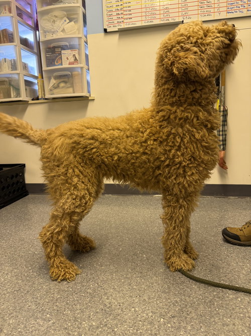 Allie, an adoptable Poodle in Steeleville, IL