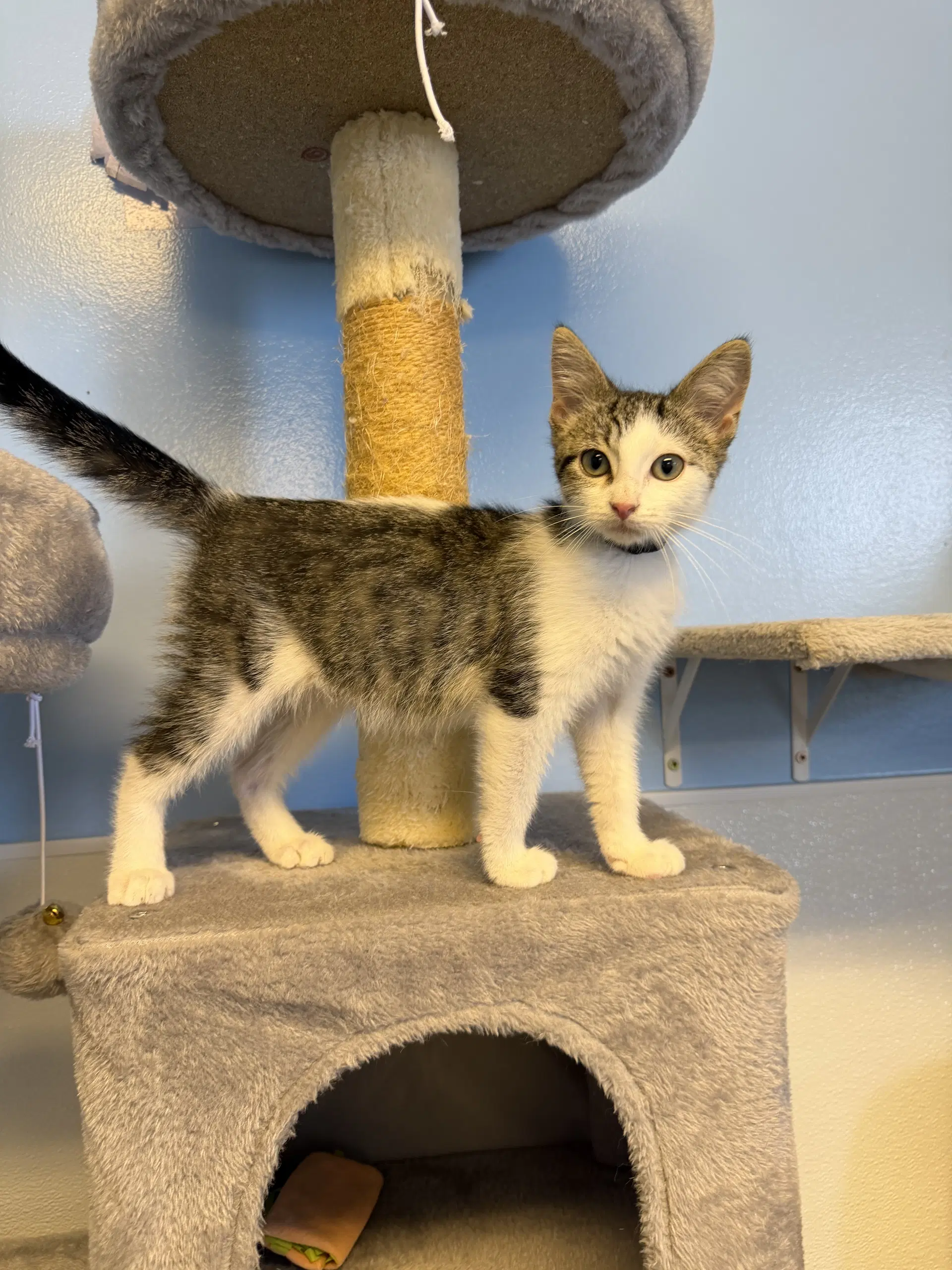 Tuffnut - Domestic Short Hair