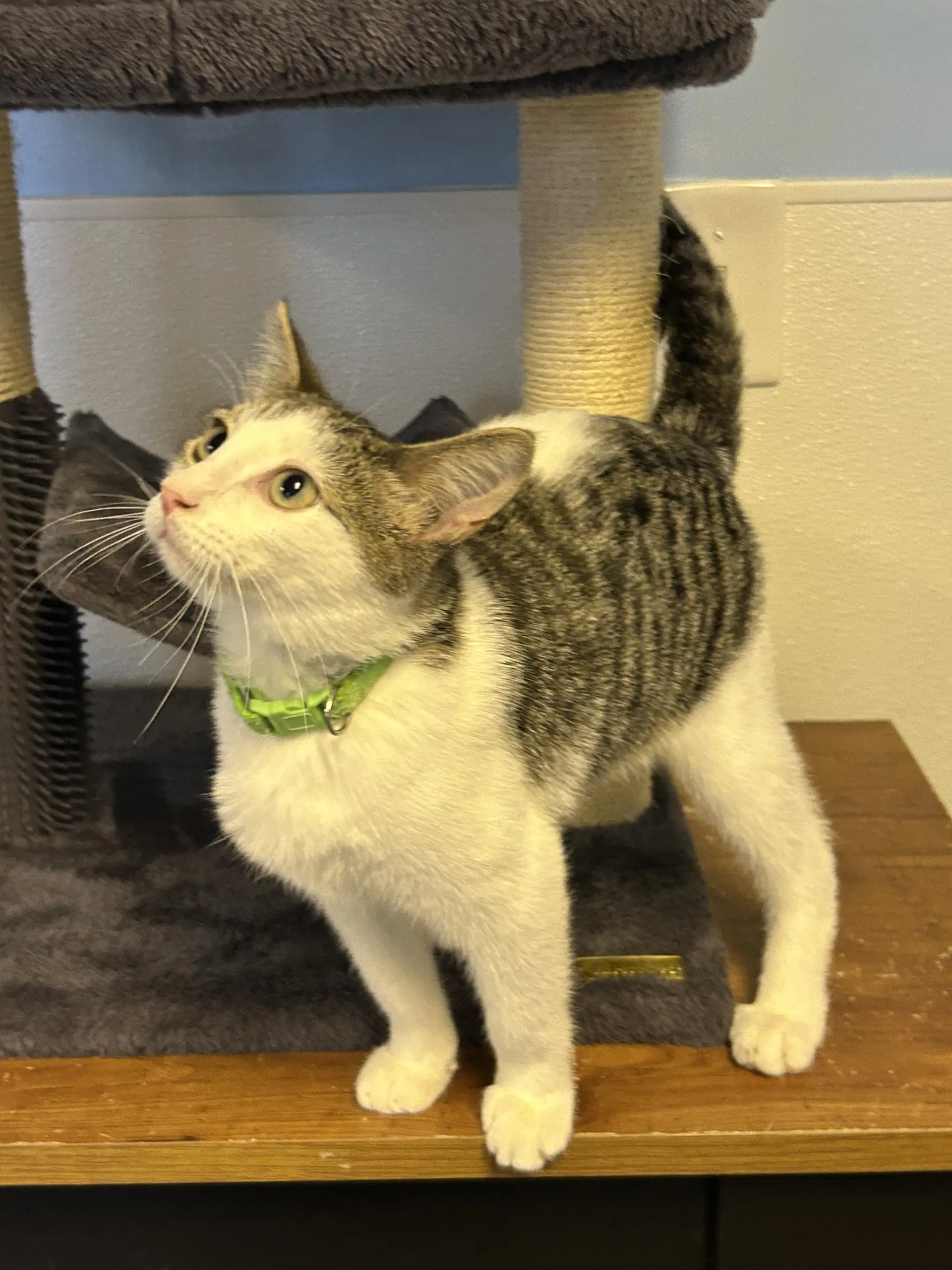 Tuffnut - Domestic Short Hair