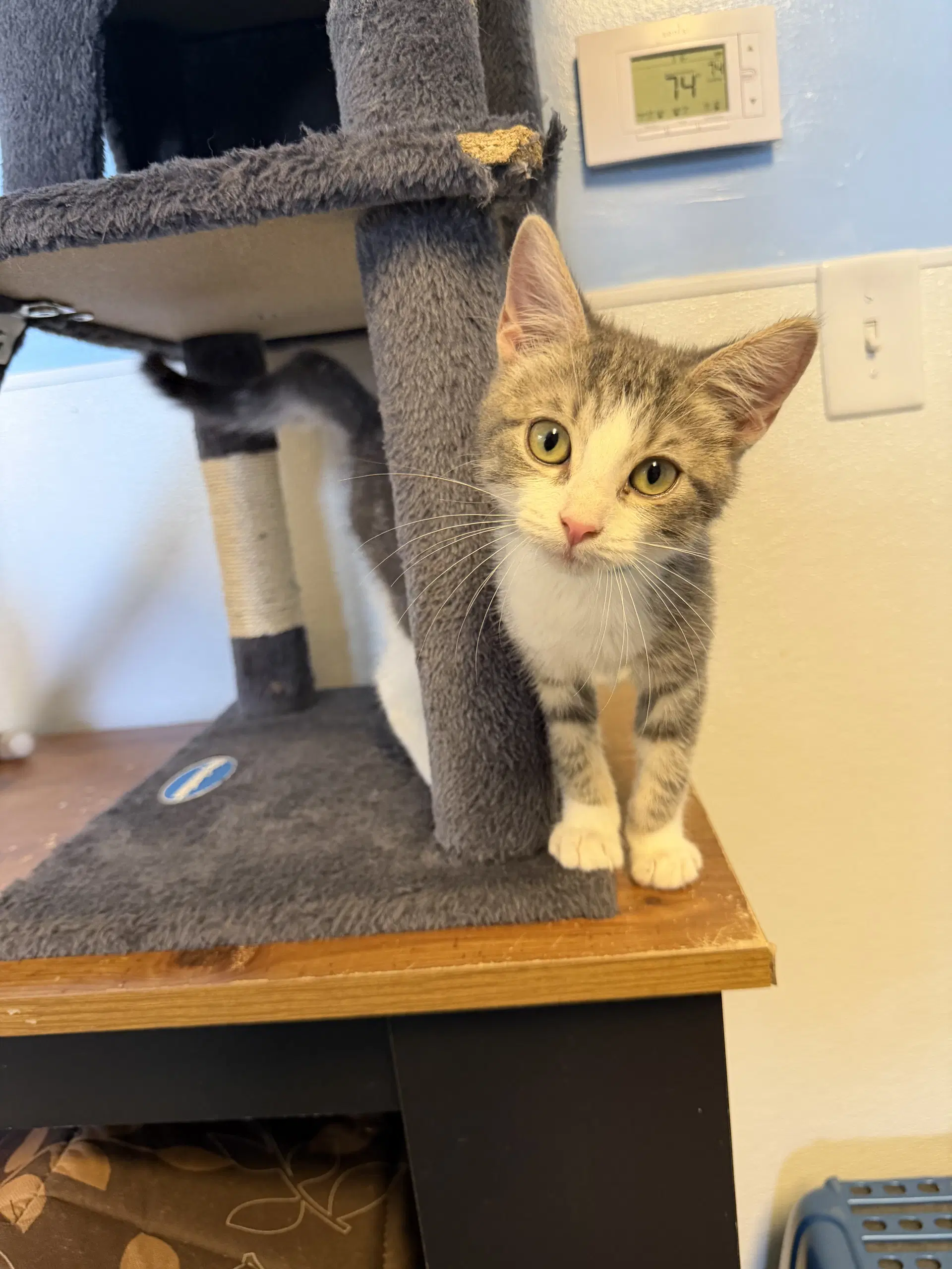 Snotlout - Domestic Short Hair