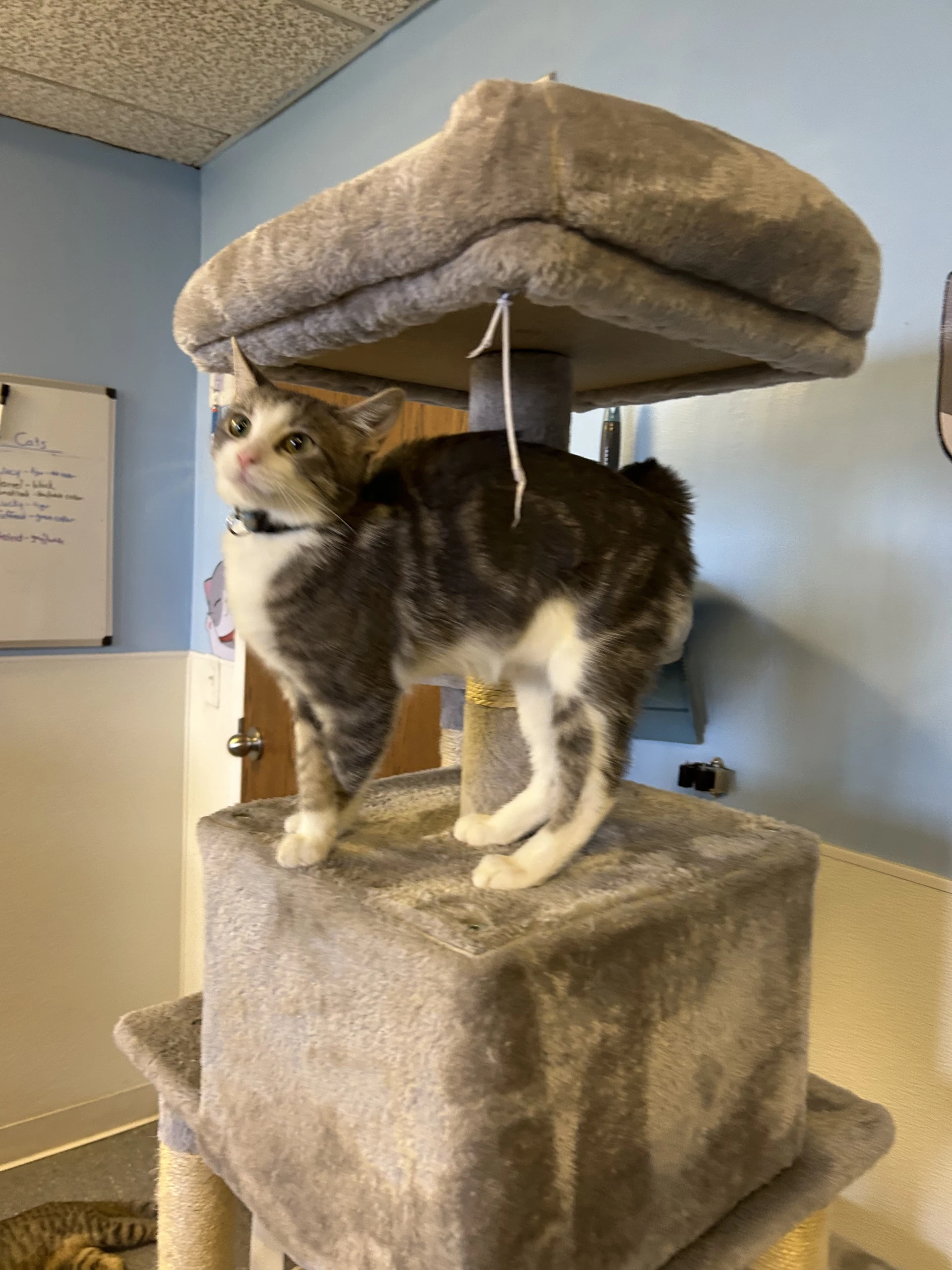 Snotlout