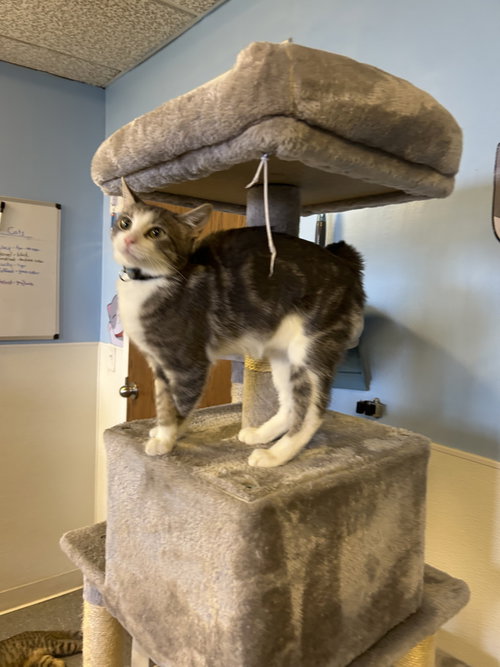 Snotlout, a cat for adoption from Randolph County Humane Society