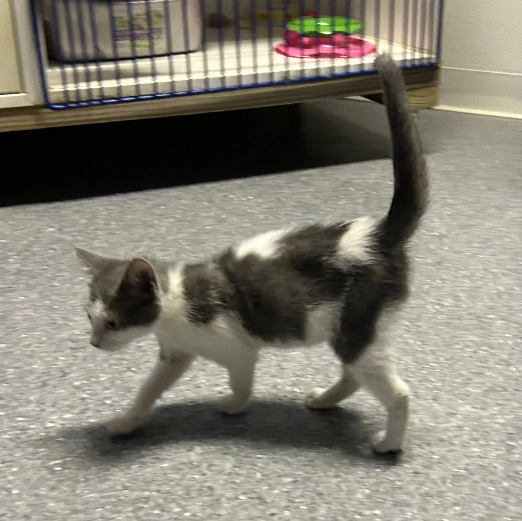Astrid - Domestic Short Hair