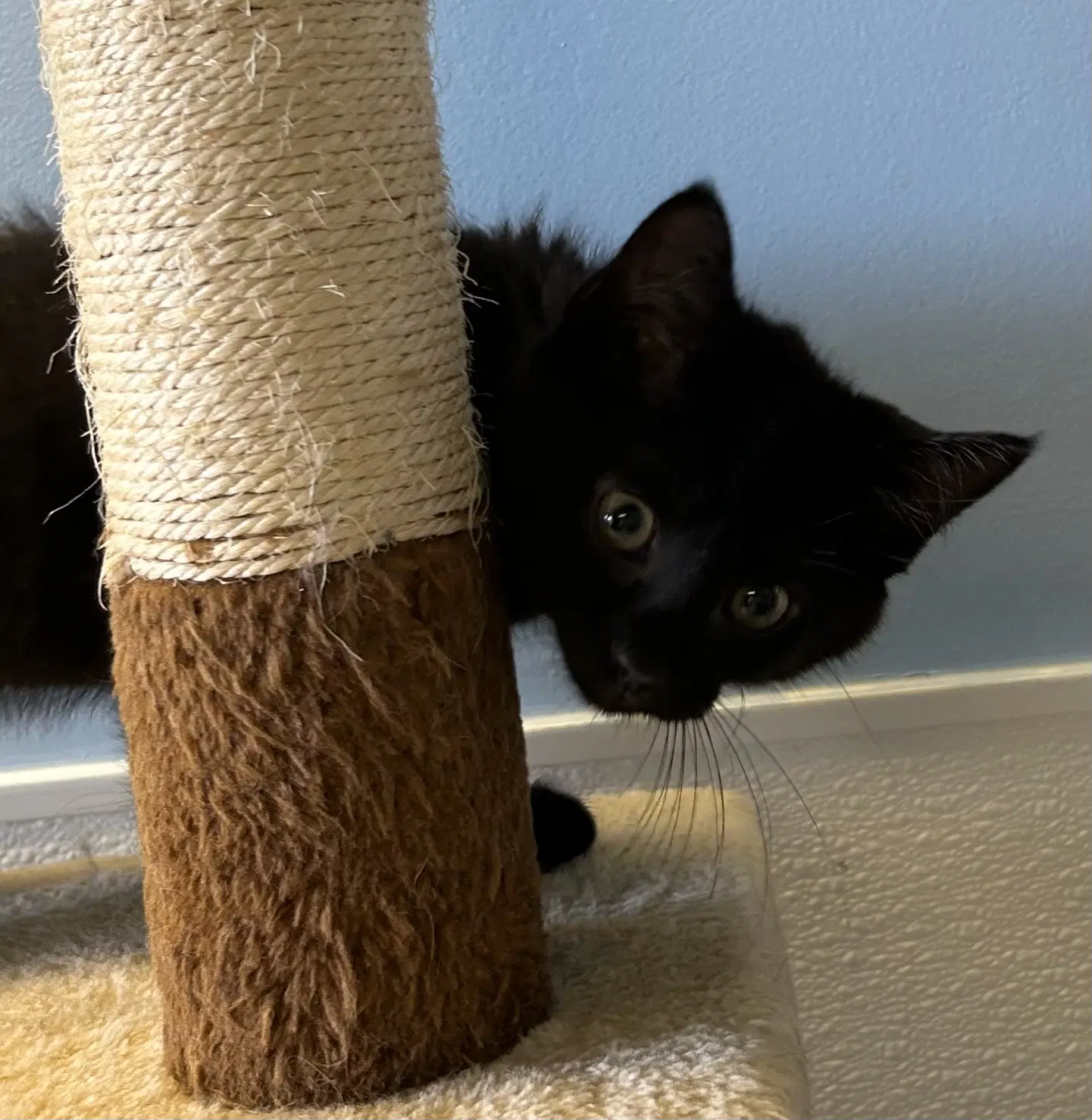 Jarrell - Domestic Short Hair