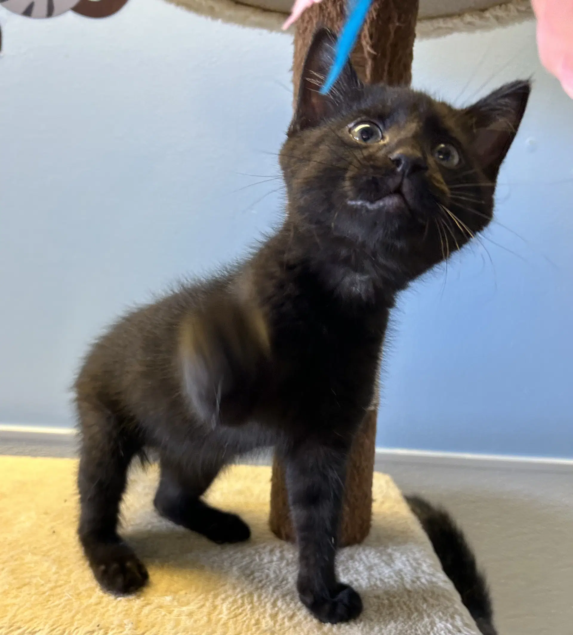 Jarrell image 4