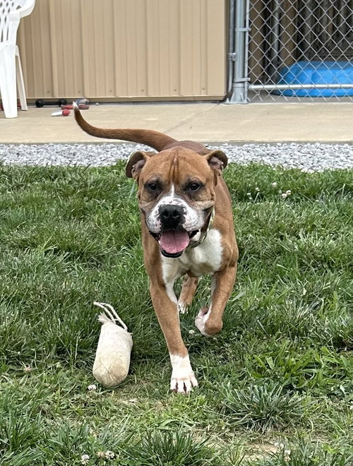 Bowser, an adoptable Boxer in Steeleville, IL