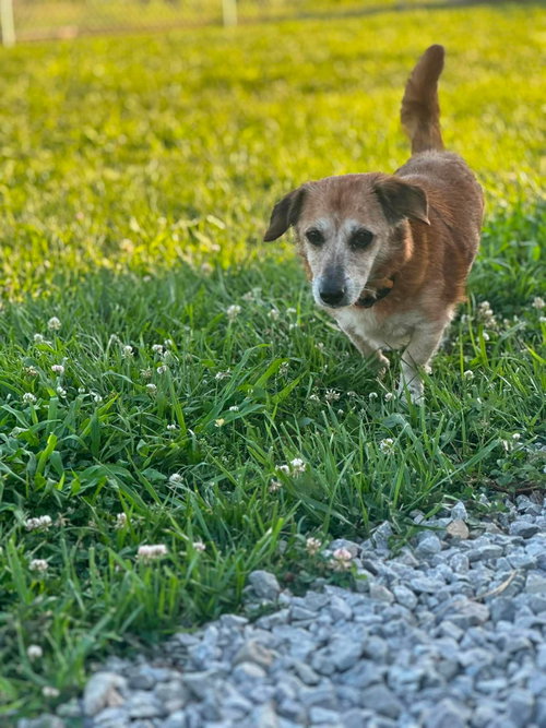 Tramp, photo 4
