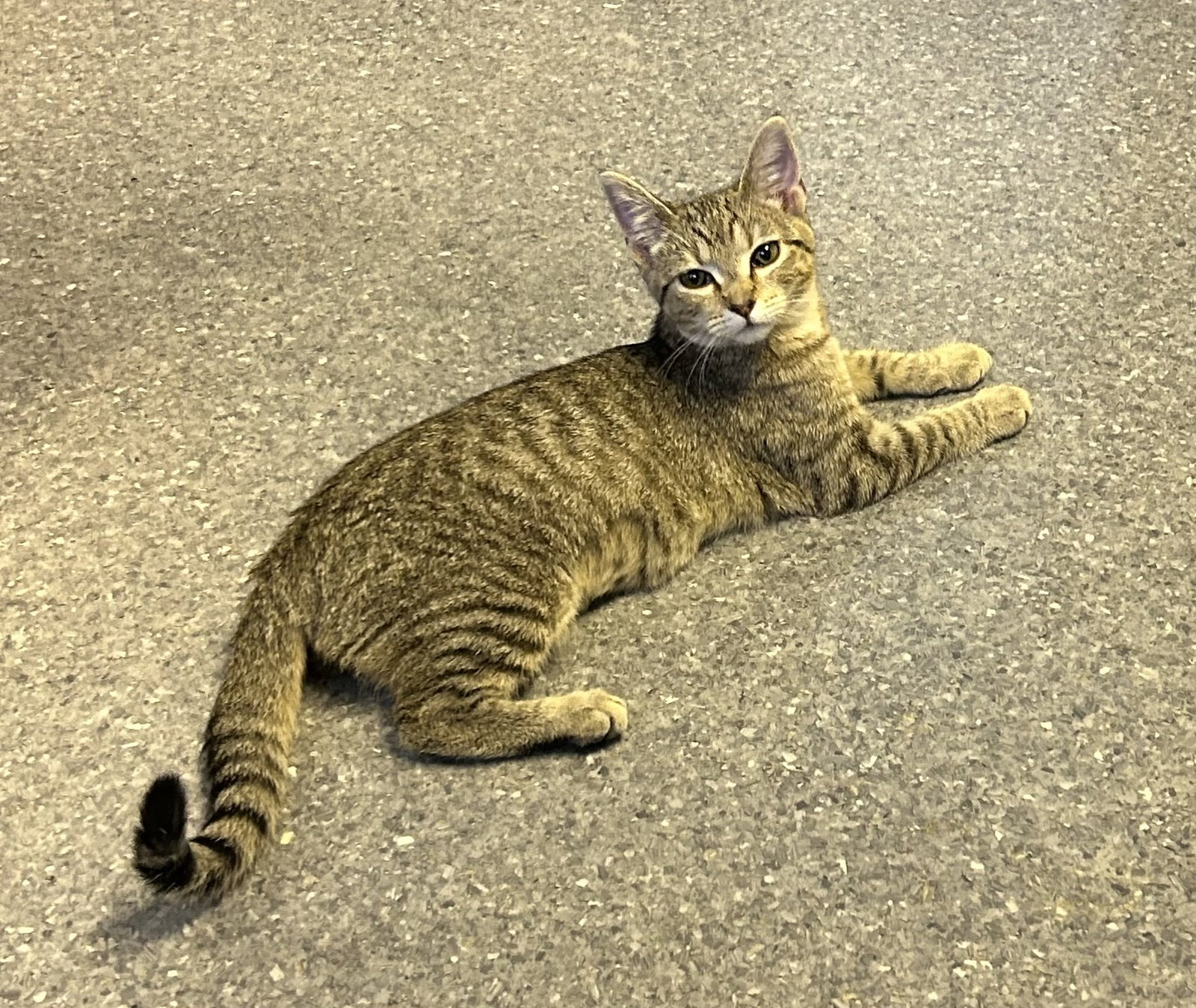 Lucky, Domestic Short Hair