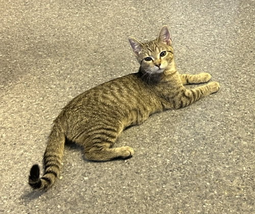 Lucky, a cat for adoption from Randolph County Humane Society