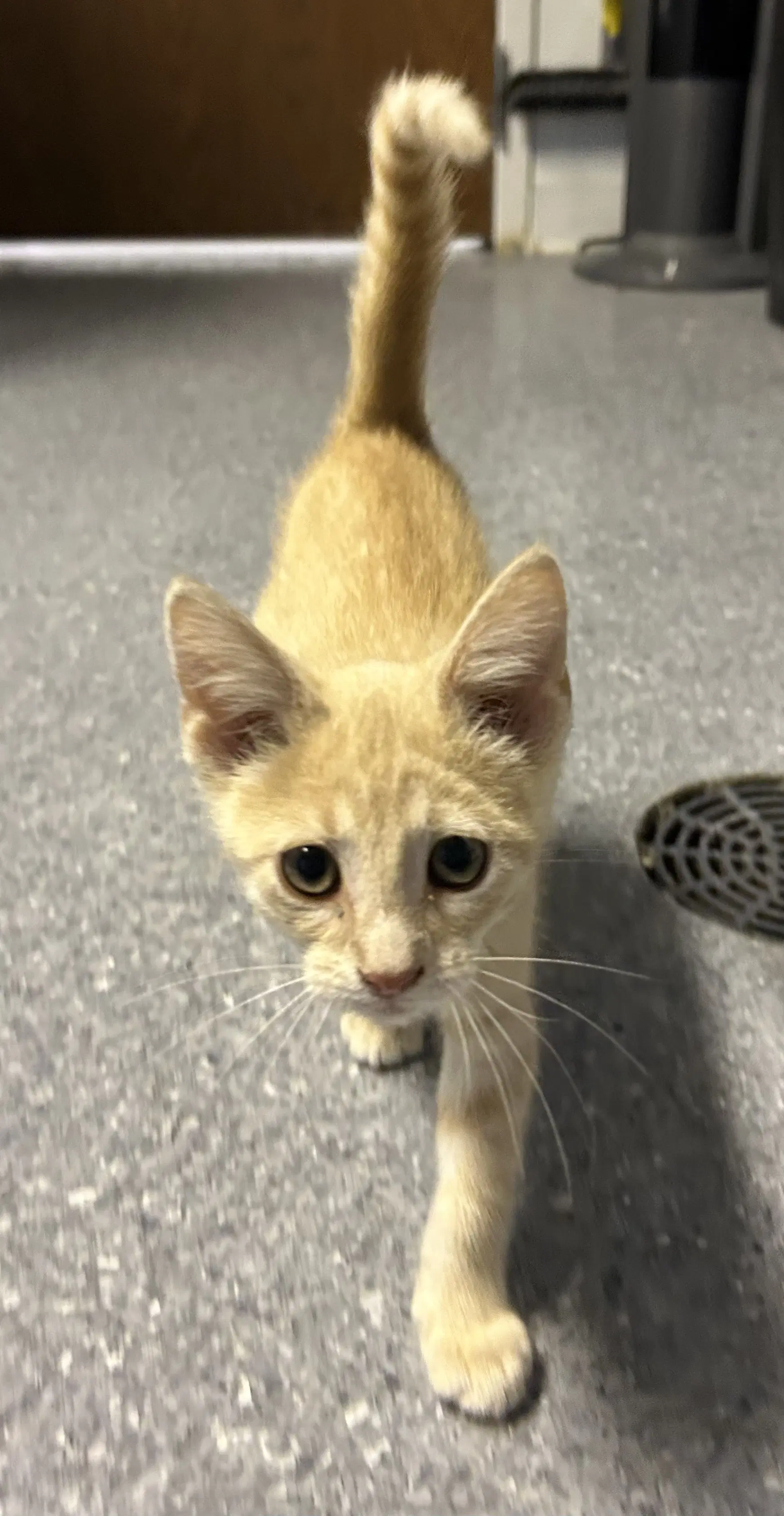 Simba image 2
