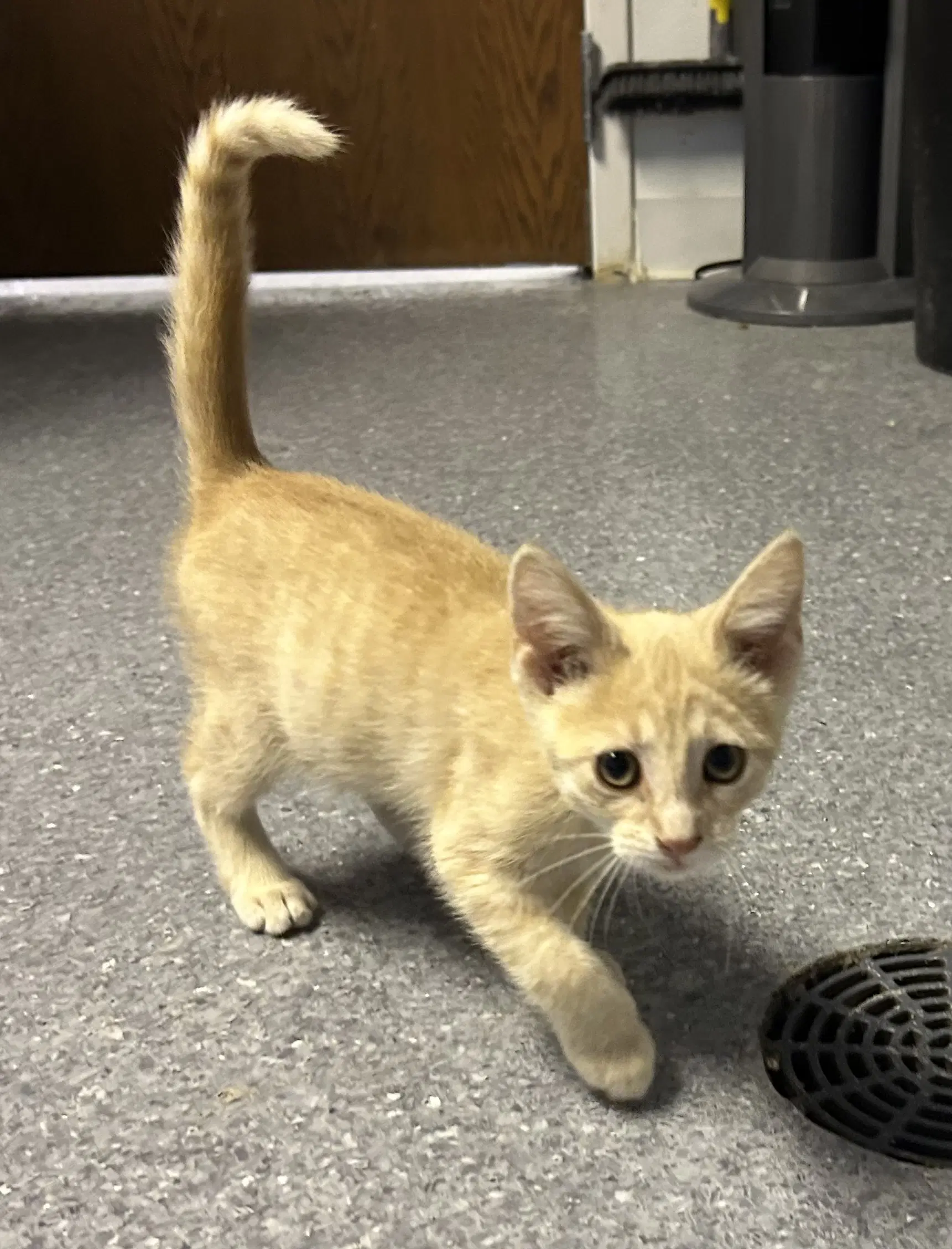 Simba - Domestic Short Hair