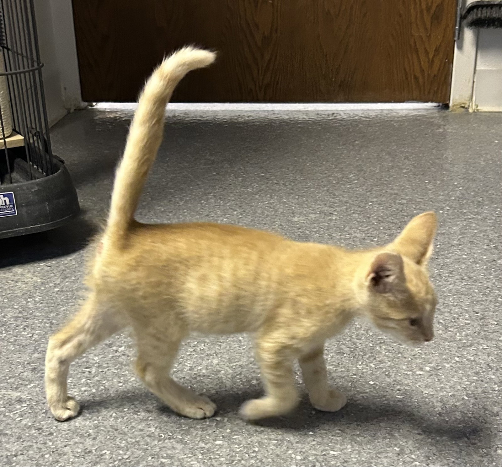 Simba, photo 7