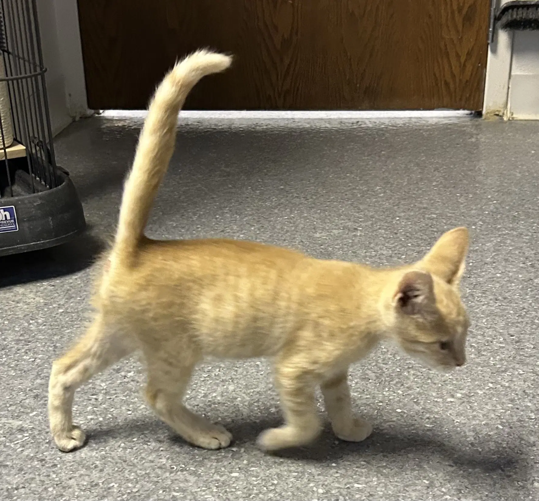 Simba image 3