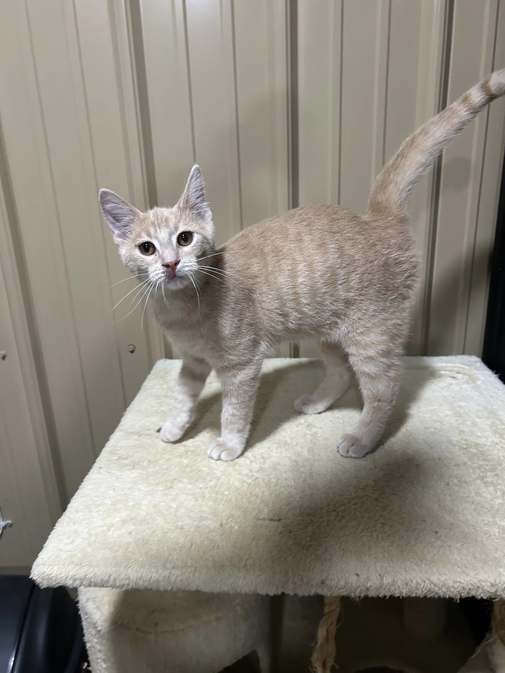Simba image 4