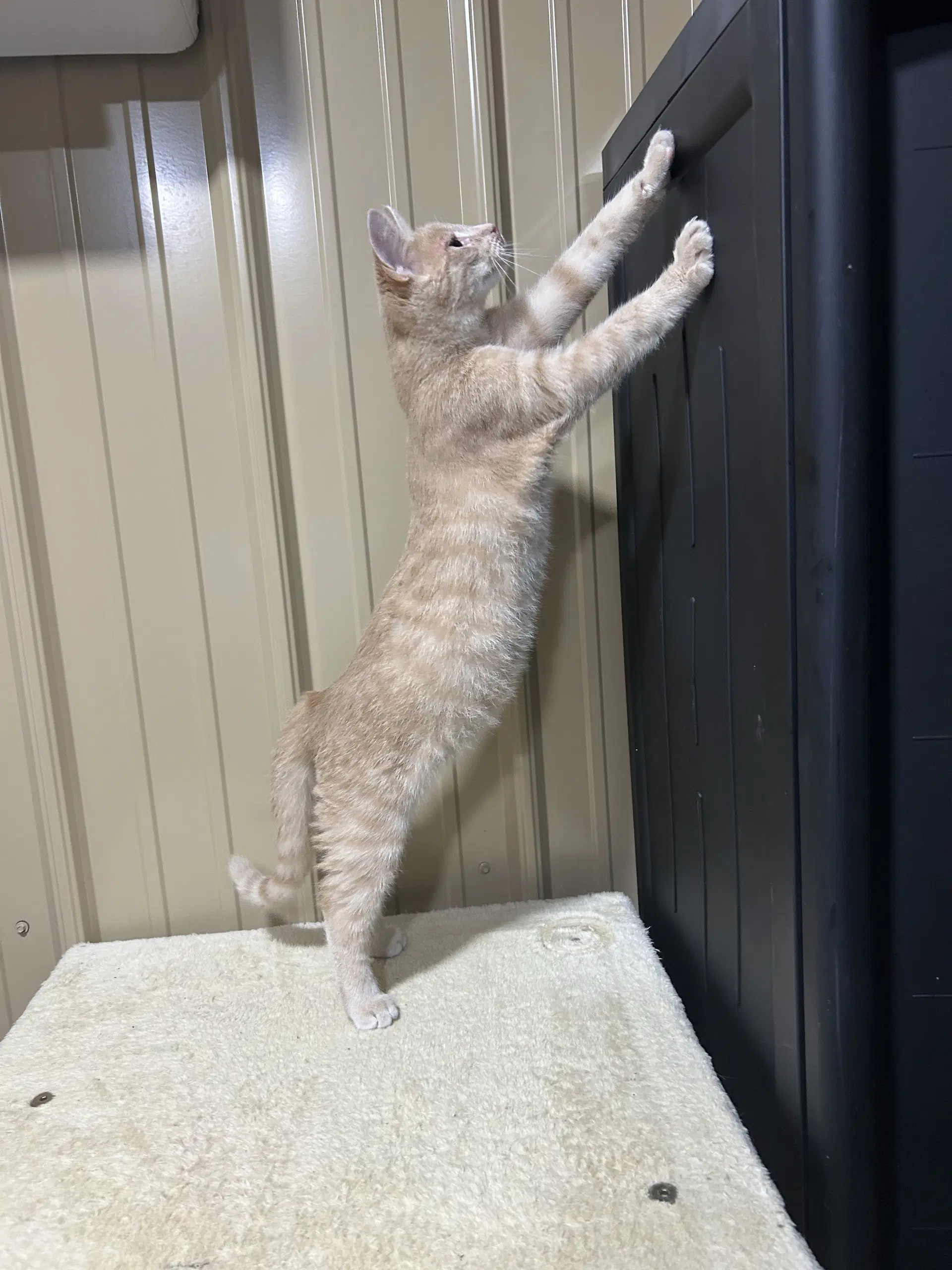 Simba image 3