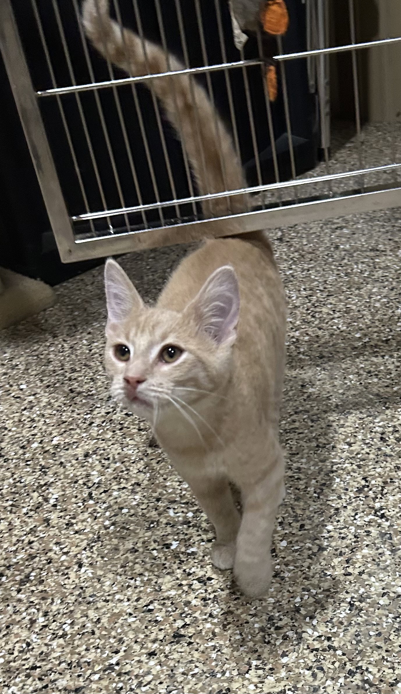 Simba, Domestic Short Hair