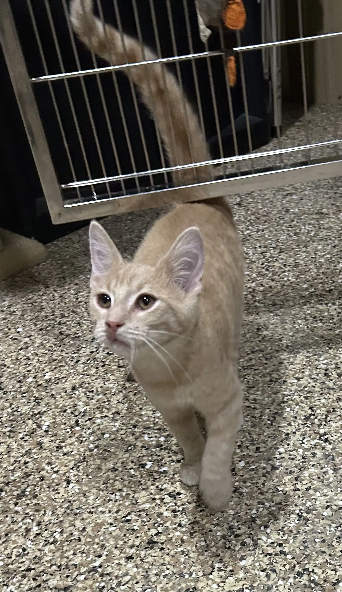 Simba - Domestic Short Hair