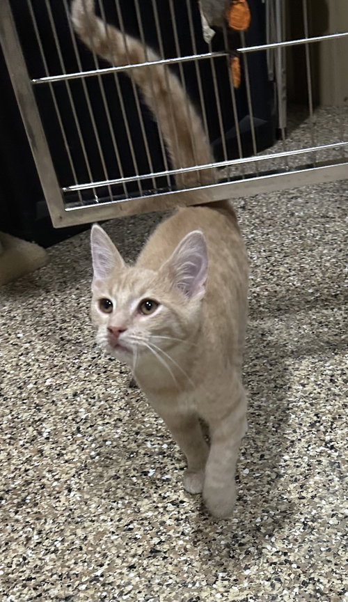Simba, a cat for adoption from Randolph County Humane Society