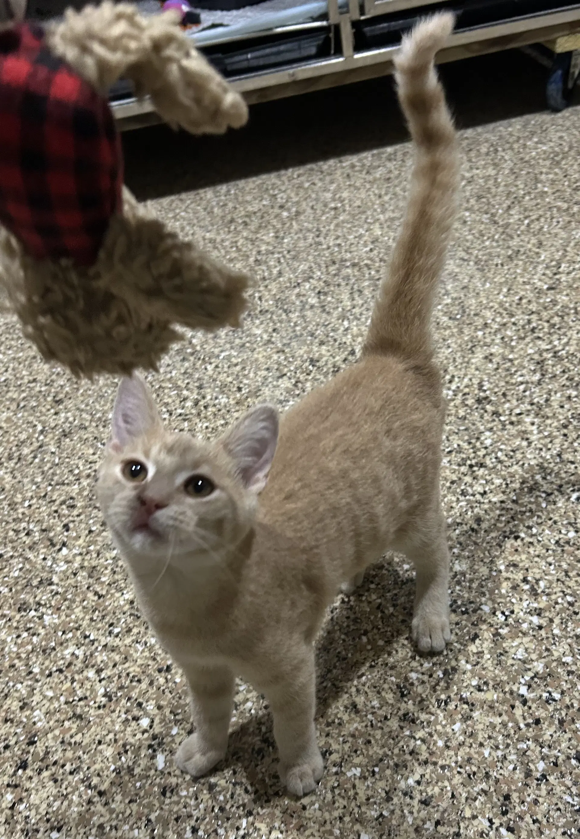 Simba image 2