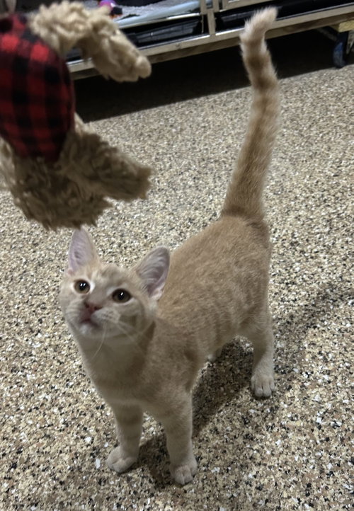 Photo 2 of Simba