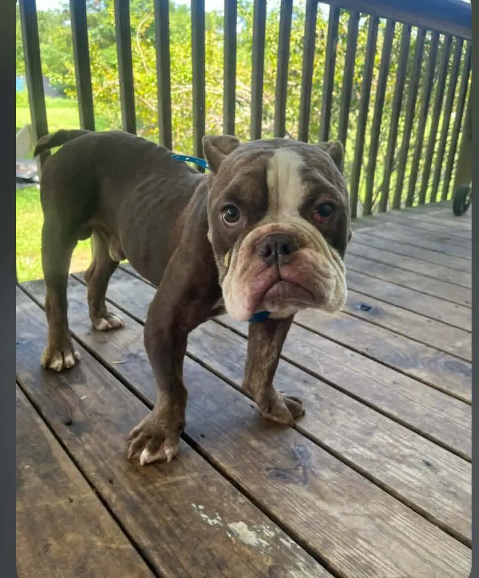 Memphis - English Bulldog