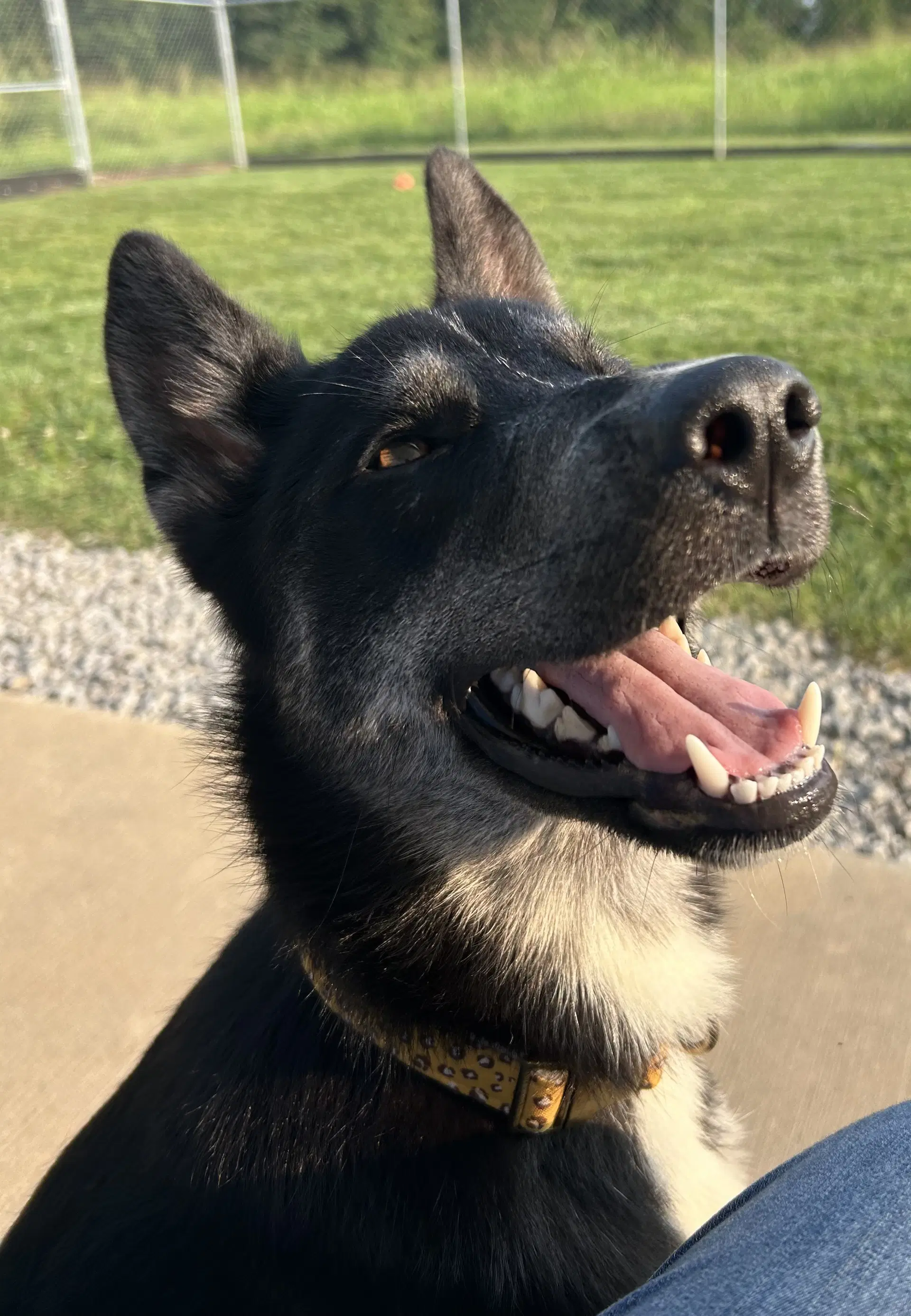 Diva - German Shepherd Dog