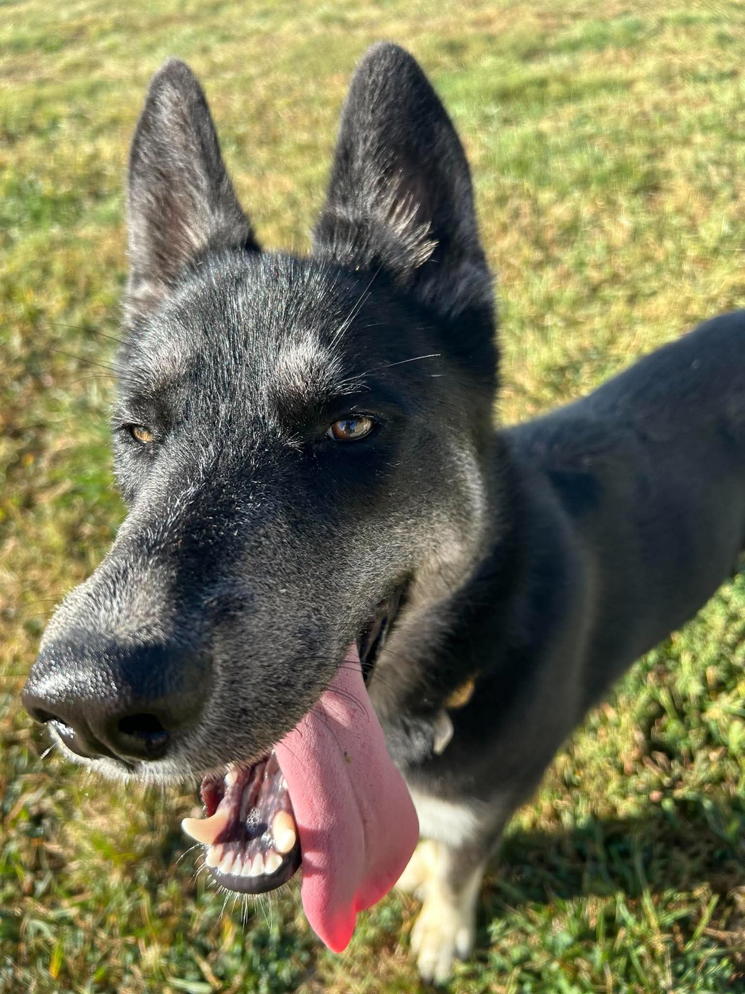 Diva