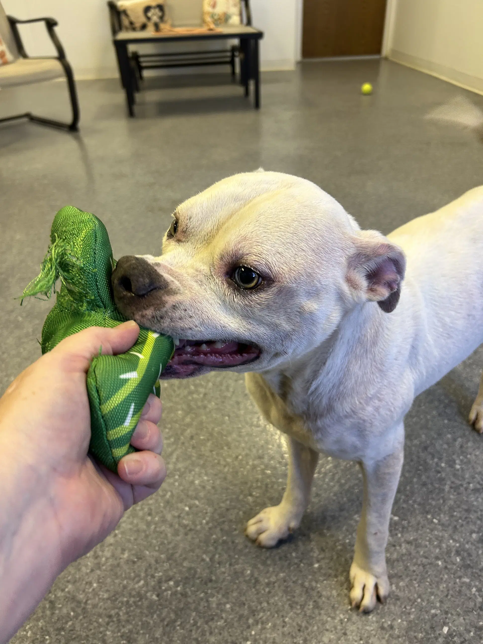 Olaf - Staffordshire Bull Terrier