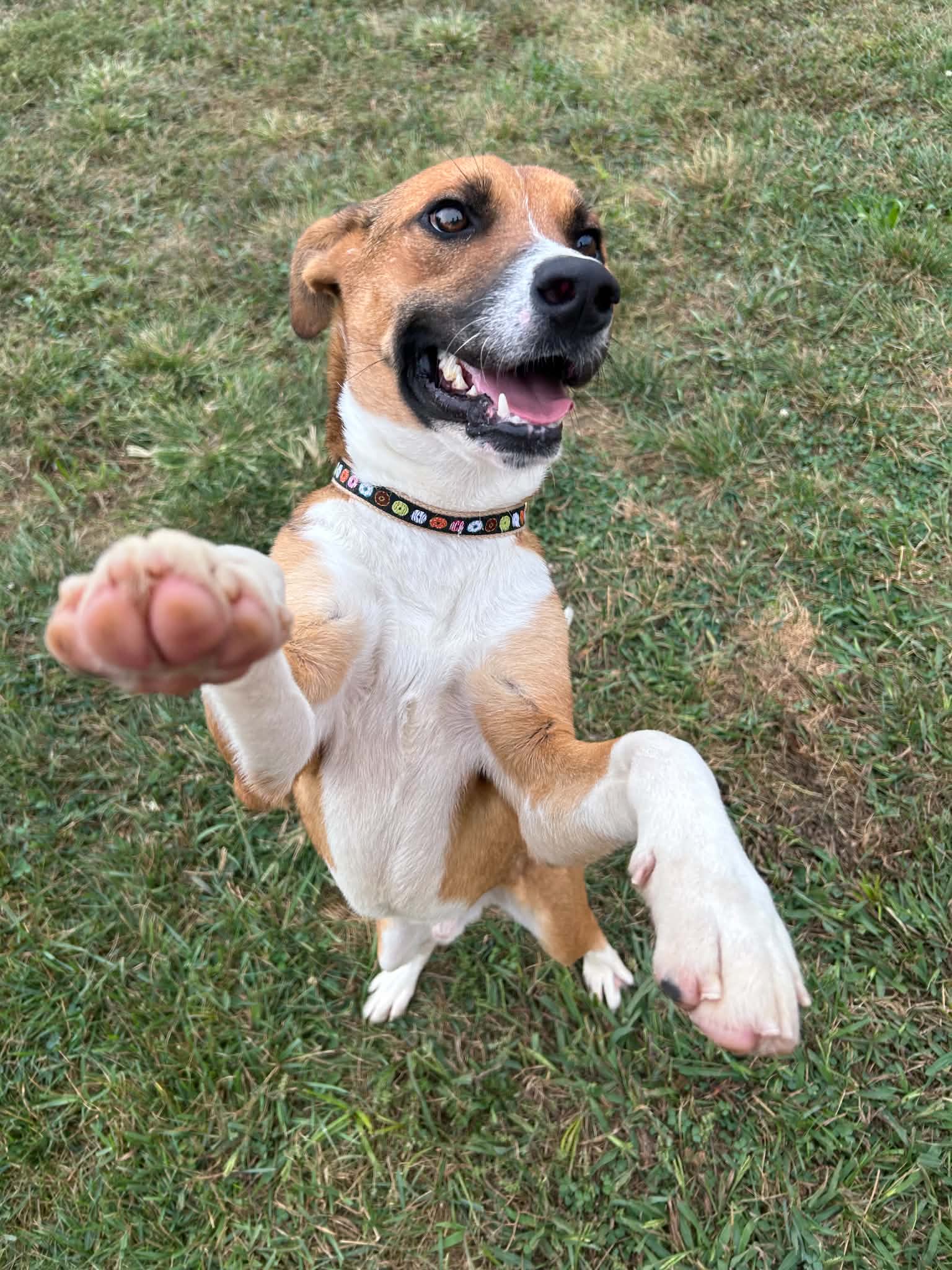 Napa - Feist