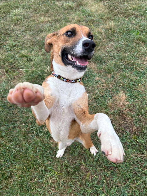 Napa, a dog for adoption from Randolph County Humane Society