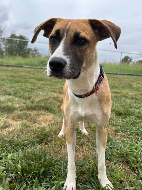 O'Reilly, a dog for adoption from Randolph County Humane Society