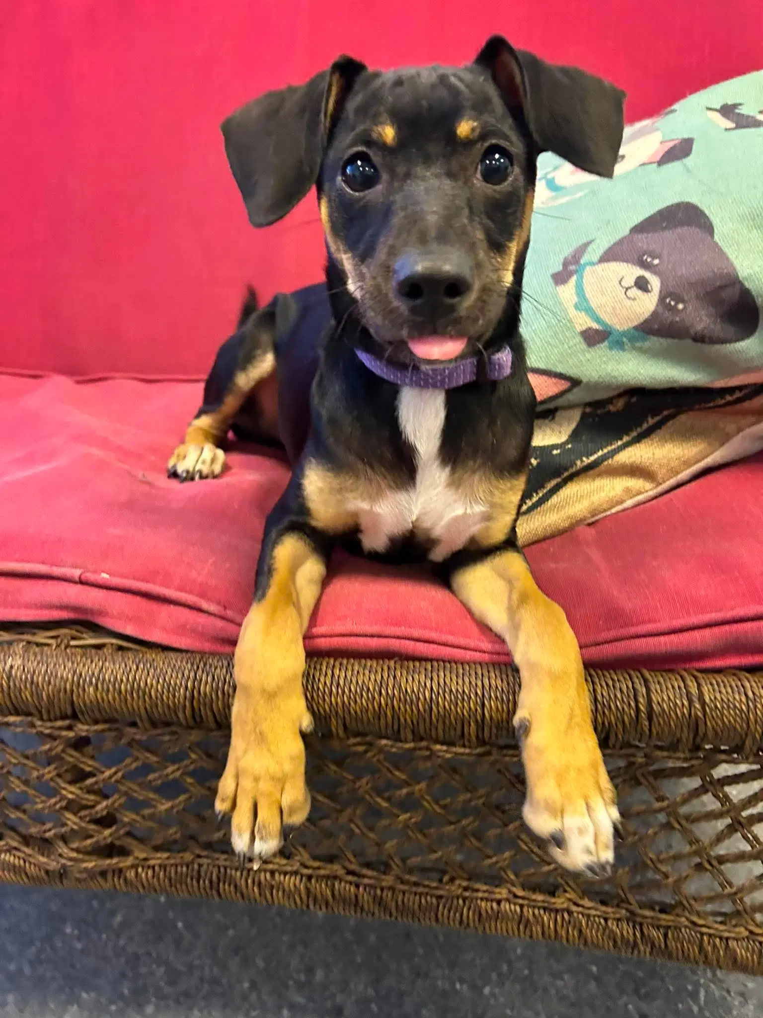 Sunny - Chihuahua