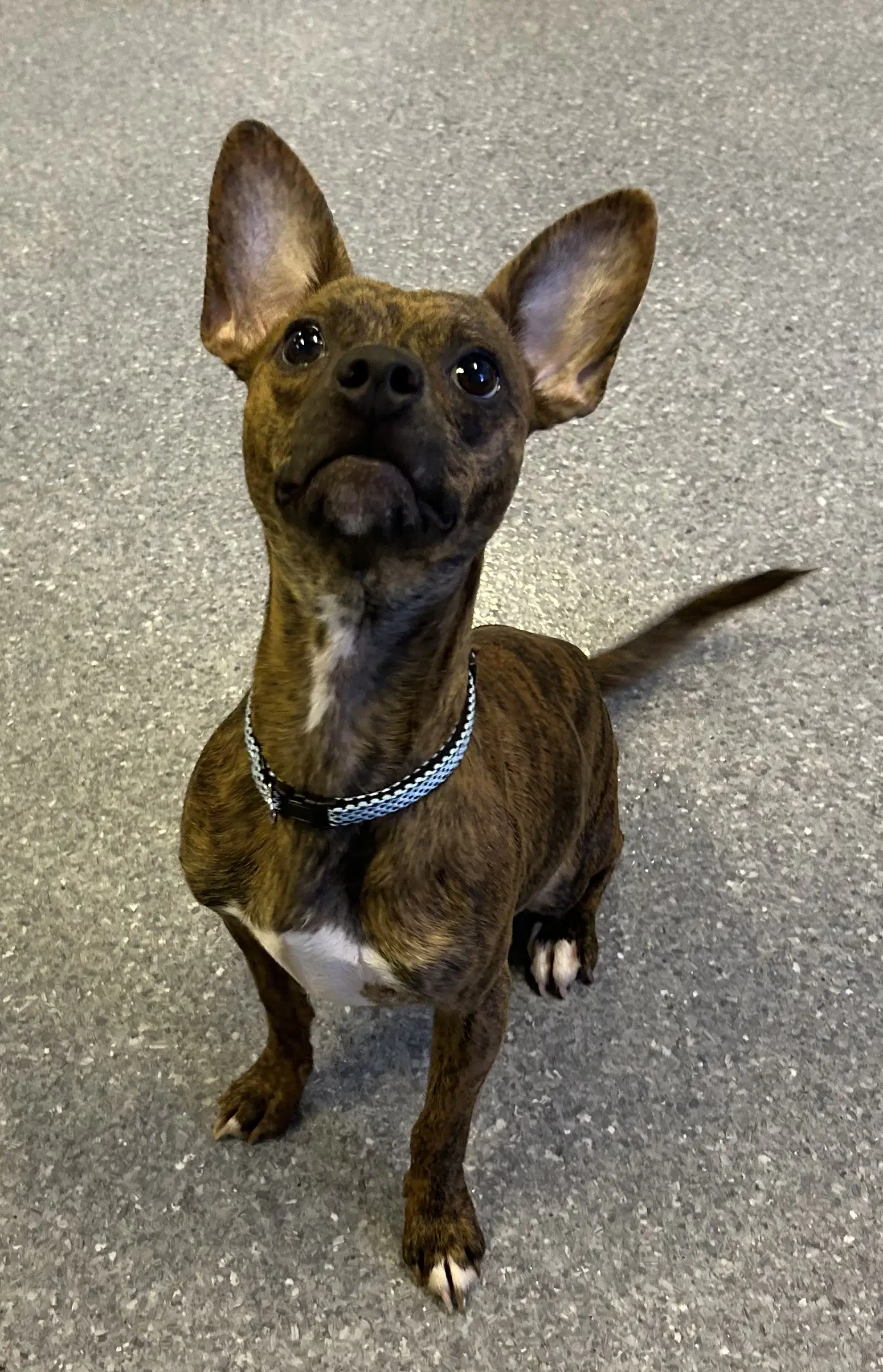 Tequila - Chihuahua