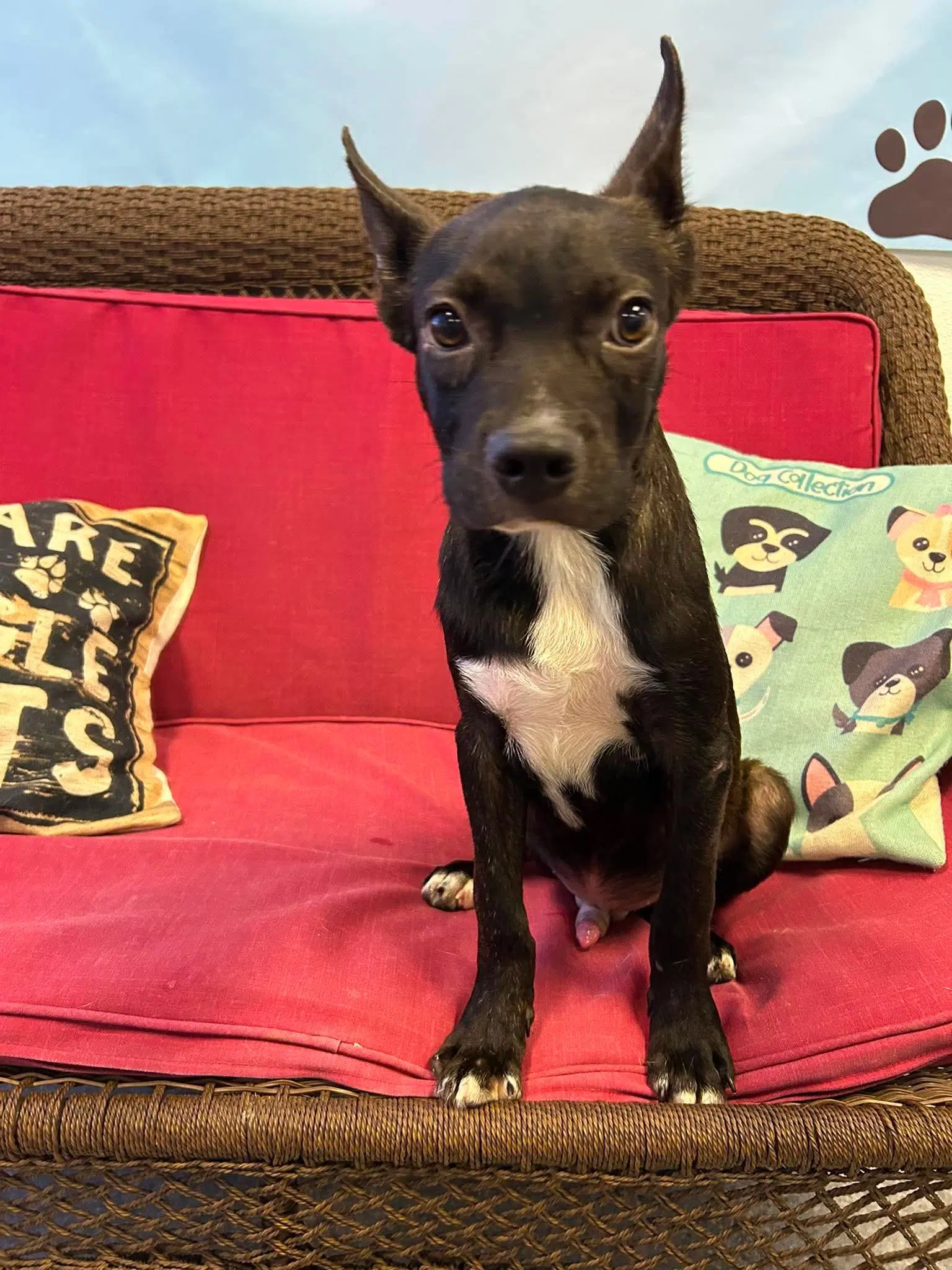 Carl Dean - Boston Terrier