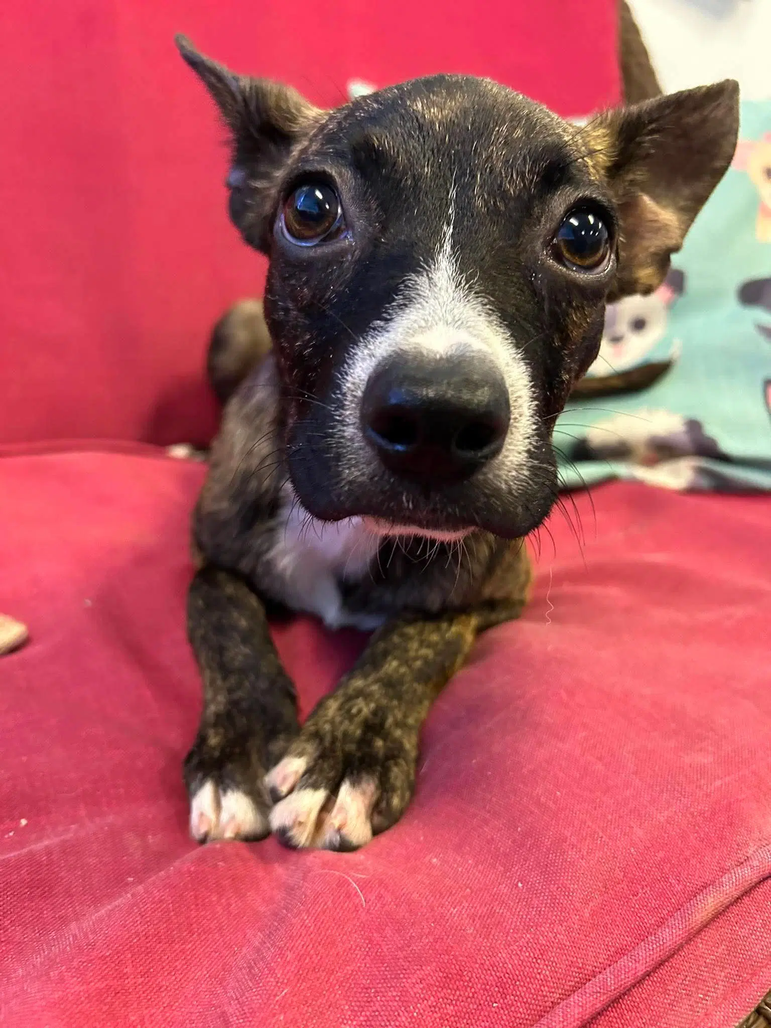 Jolene - Boston Terrier