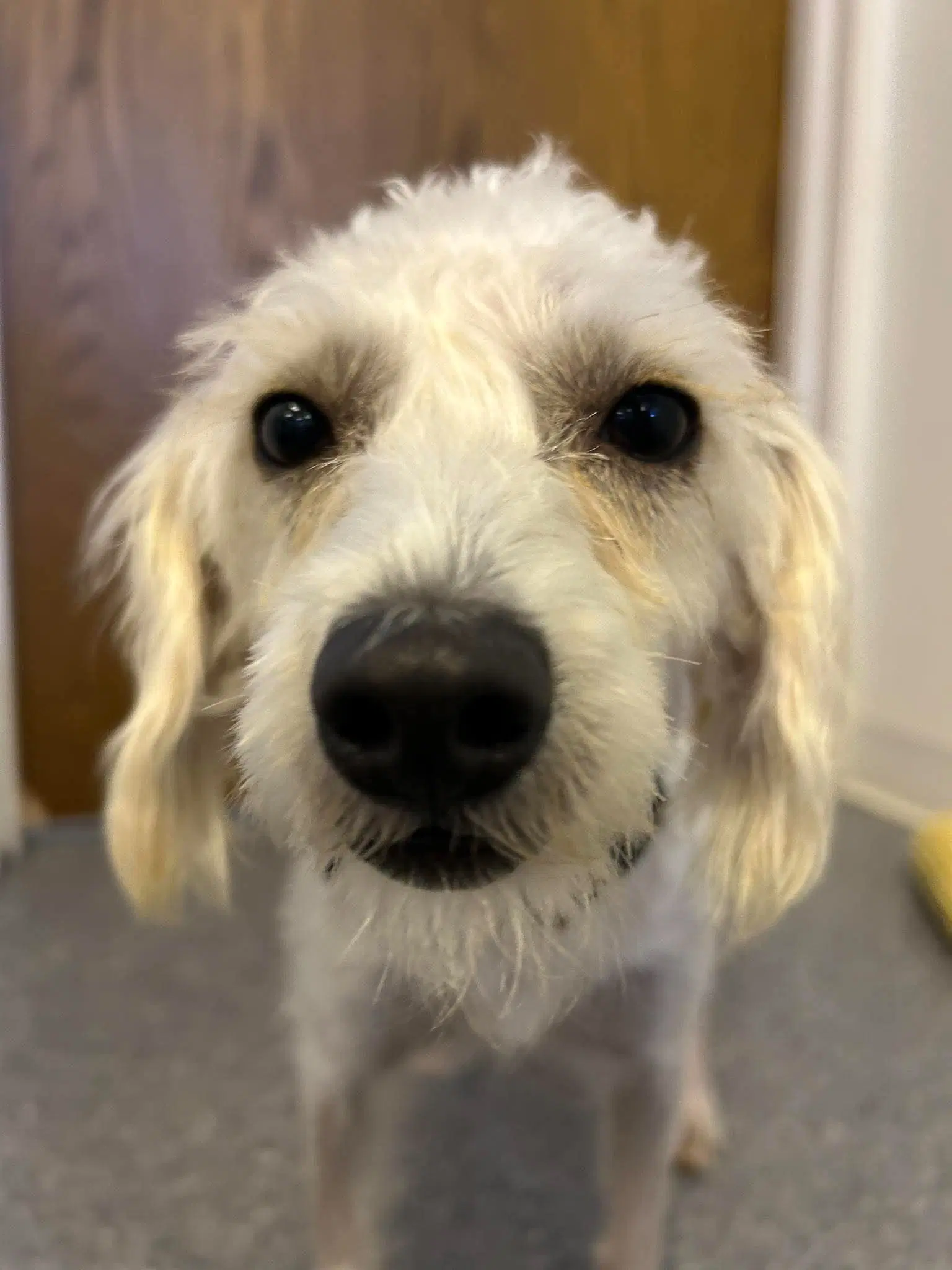 Pop - Schnoodle
