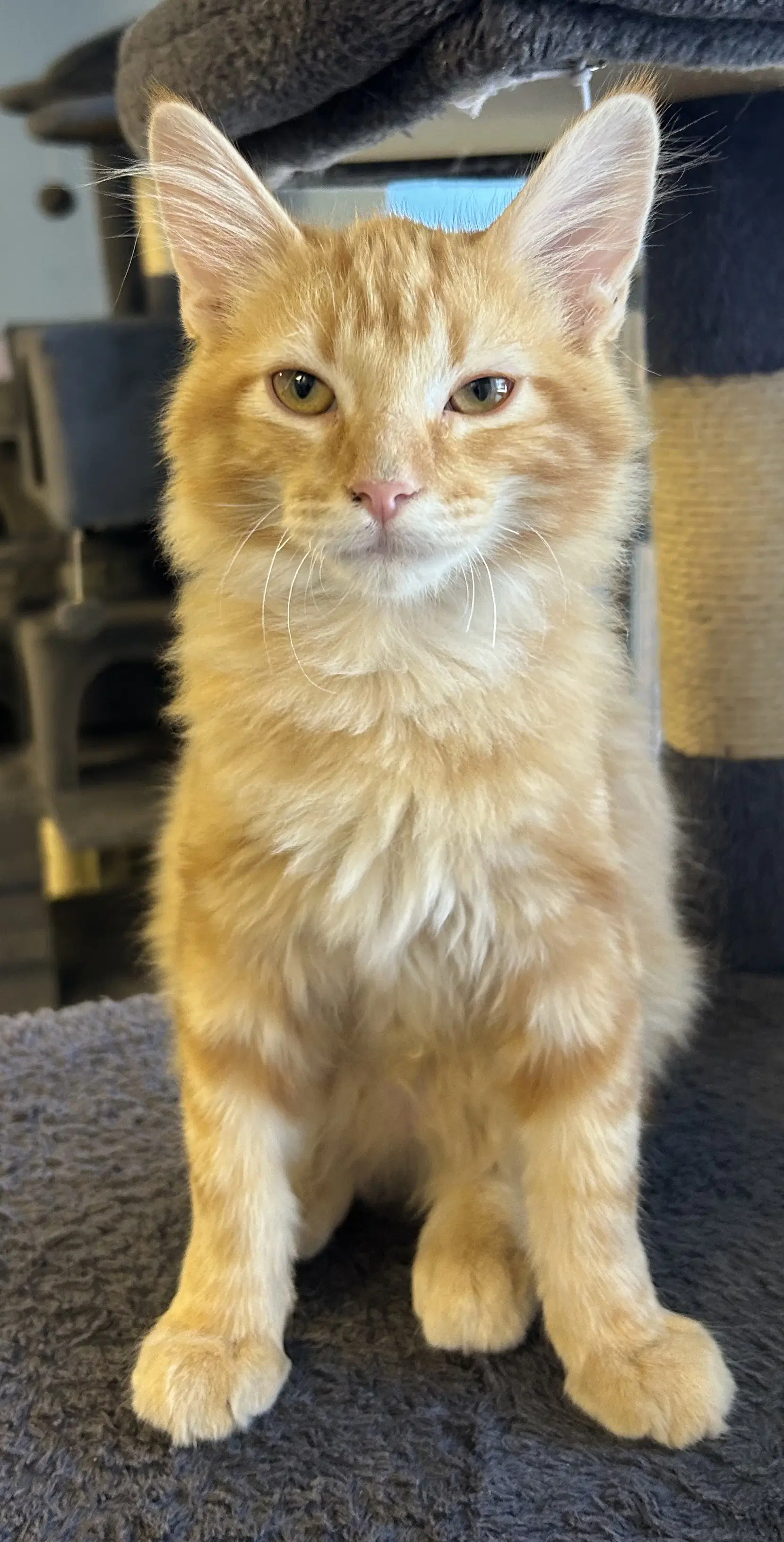 Goober - Domestic Long Hair