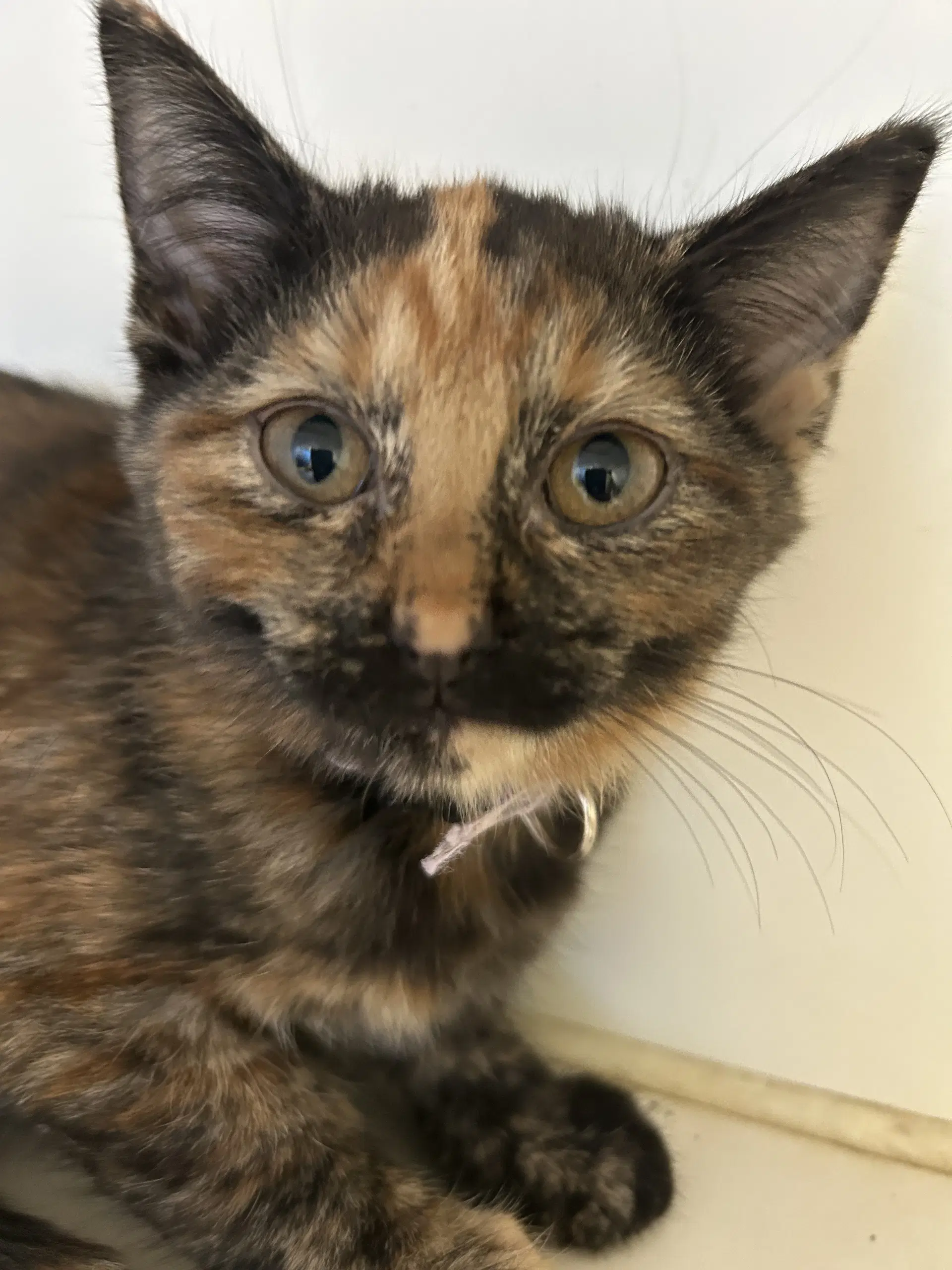 Peaches - Domestic Short Hair