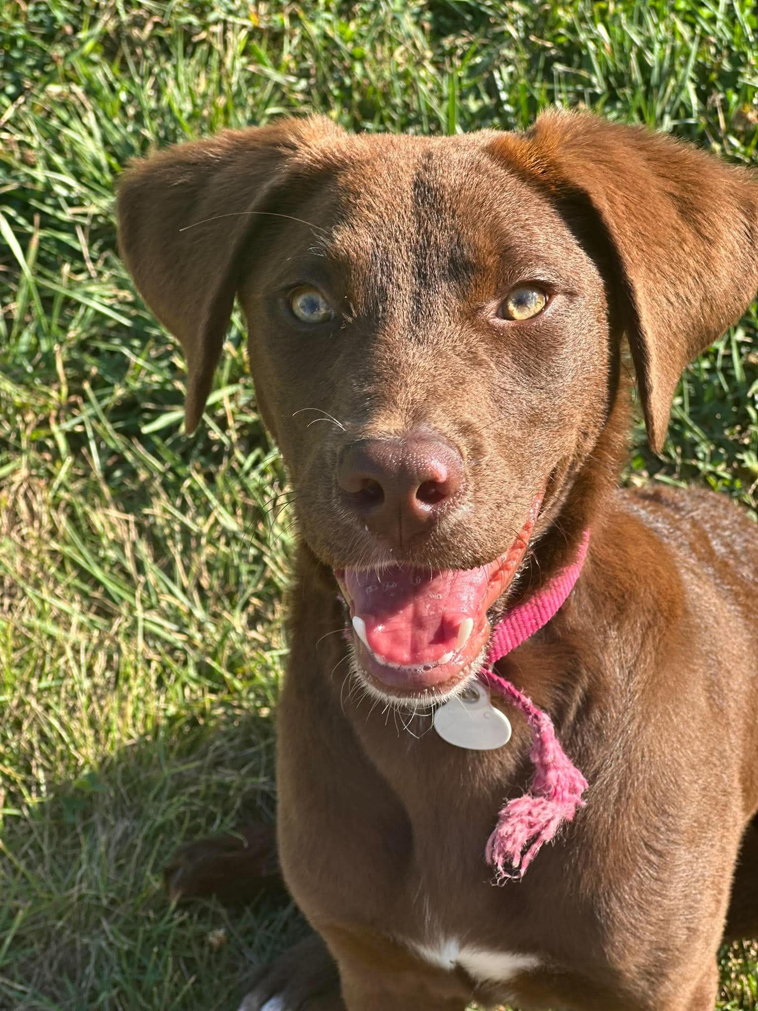 Lizzy - Poodle (Standard)