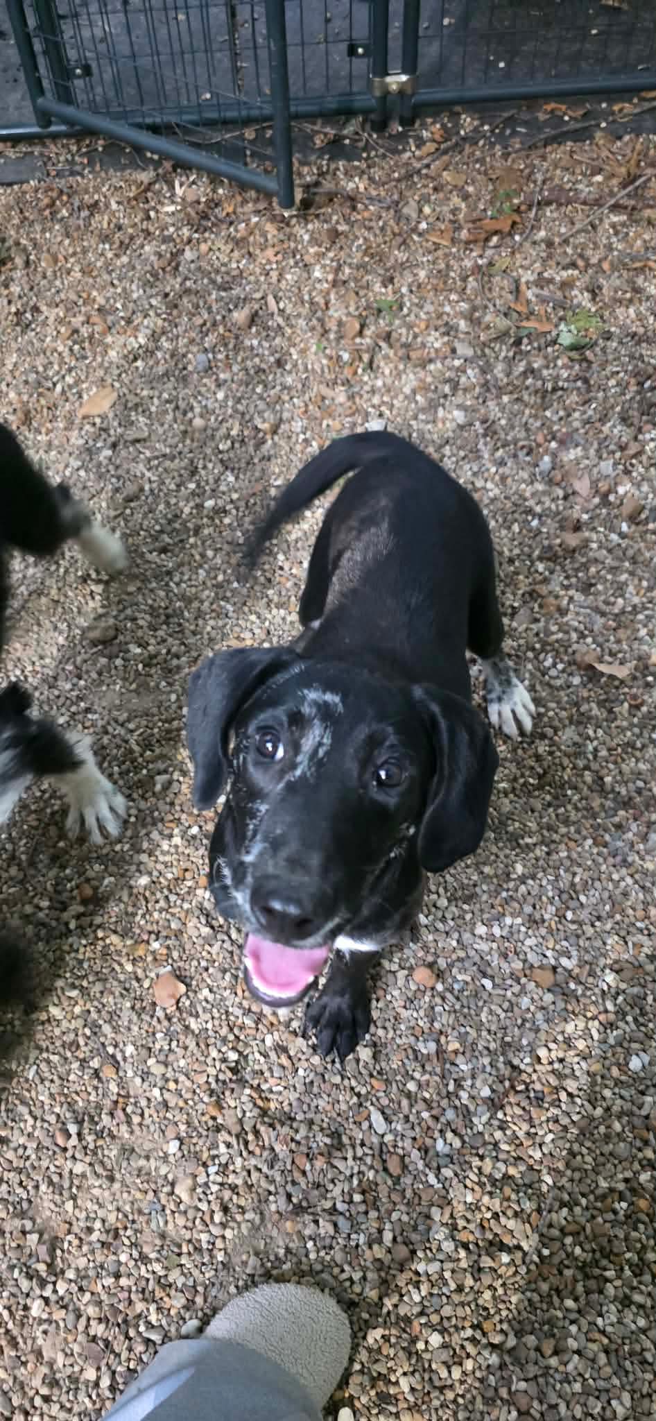 Tickles - Labrador Retriever