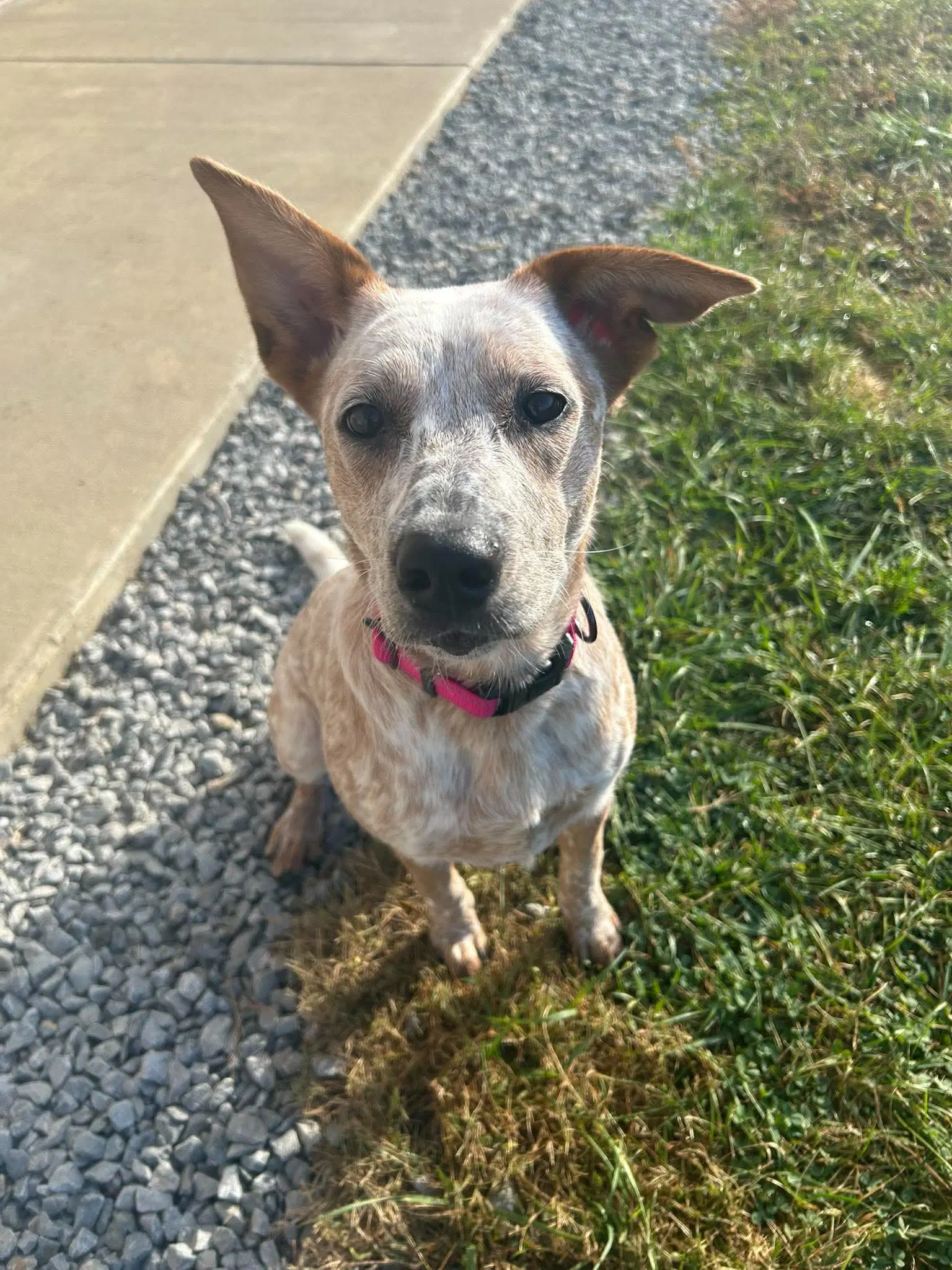 Briar - Australian Cattle Dog/Blue Heeler