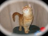 Tabitha